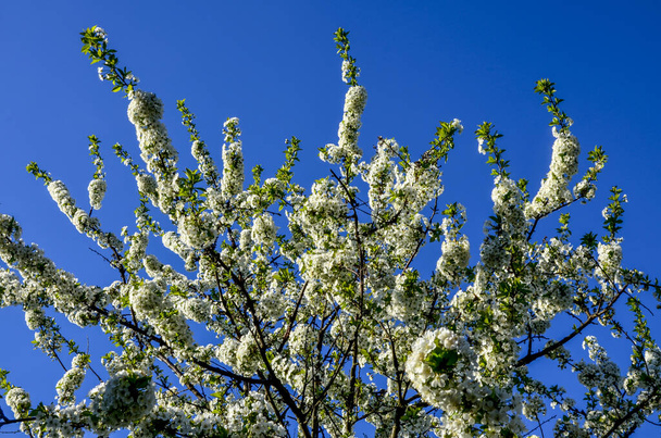 Prunus cerasus flores de árvores floridas, grupo de belas pétalas brancas tart flores anãs cereja em flores.Bela primavera floral fundo abstrato da natureza. Flores brancas de primavera em um galho de árvore. - Foto, Imagem