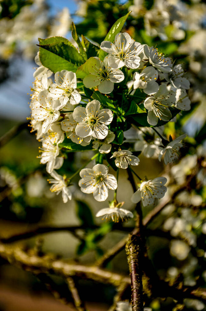 Prunus cerasus flowering tree flowers, group of beautiful white petals tart dwarf cherry flowers in bloom.Beautiful floral spring abstract background of nature. Spring white flowers on a tree branch. - Photo, Image