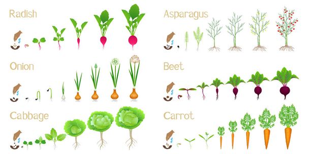 Set of cycles of growth of vegetables on a white background. - Vector, Image