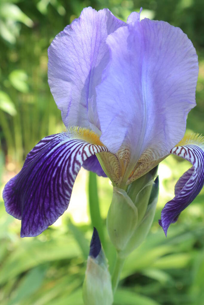 Parterre ukrainien. Iris bleus. Dans le royaume des fleurs et des plantes. Fond avec iris pour téléphones et tablettes. Fleurs de Ternopil.  - Photo, image