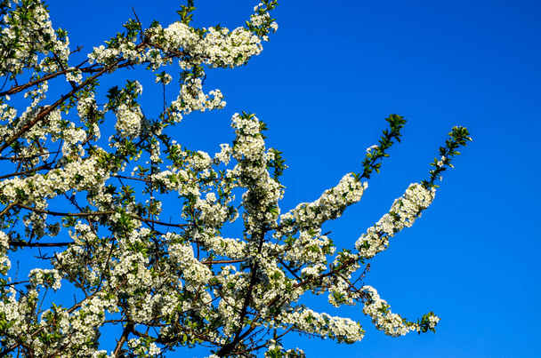 Prunus cerasus flowering tree flowers, group of beautiful white petals tart dwarf cherry flowers in bloom.Beautiful floral spring abstract background of nature. Spring white flowers on a tree branch. - Photo, Image