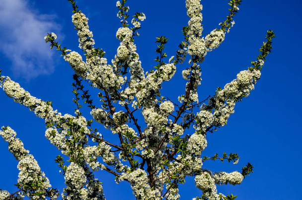 Прунський церак квітучі квіти дерева, група красивих білих пелюсток терпких вишневих квітів у розквіті. Красивий квітковий весняний абстрактний фон природи. Весняні білі квіти на гілці дерева
. - Фото, зображення