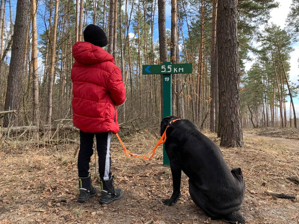 Junge mit einem großen Hund für einen Waldspaziergang. Ein Teenager geht mit einem schwarzen Hund im Park spazieren. Rohrkorso an der Leine. Konzept: Geländeorientierung - Foto, Bild
