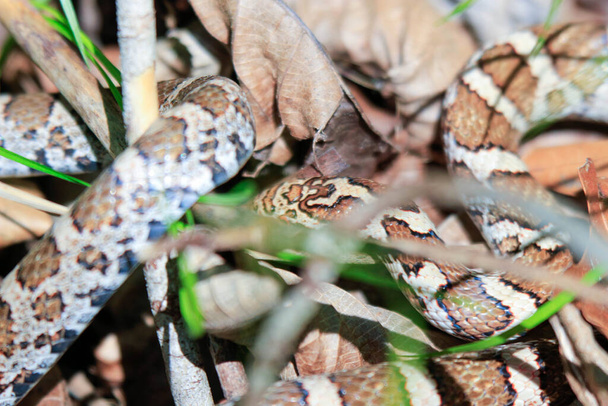 Photograph of the head of an Eastern Milk Snake, Lampropeltis triangulum, warming itself in the suns heat on an old board in a Wisconsin prairie. - Photo, Image