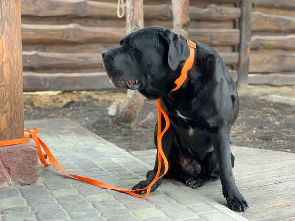 大きな犬は綱の上に座っている。庭はケインCorso品種の黒い犬に守られています。ペットは所有者を待っている. - 写真・画像