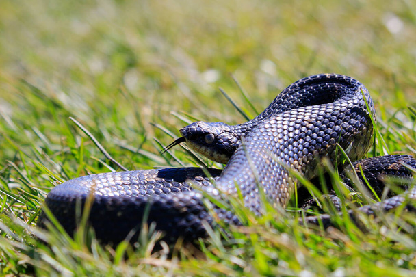 Eastern hog-nosed snake Ontário Canadá - Foto, Imagem