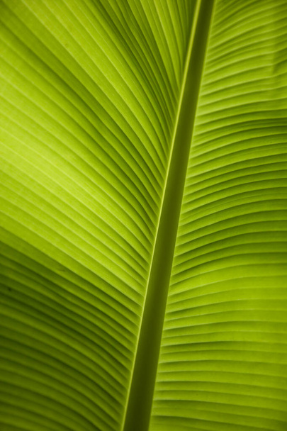 Folha de banana verde em close-up com backlighting - Foto, Imagem