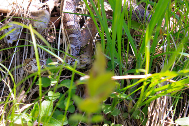 Photograph of the head of an Eastern Milk Snake, Lampropeltis triangulum, warming itself in the suns heat on an old board in a Wisconsin prairie. - Photo, Image