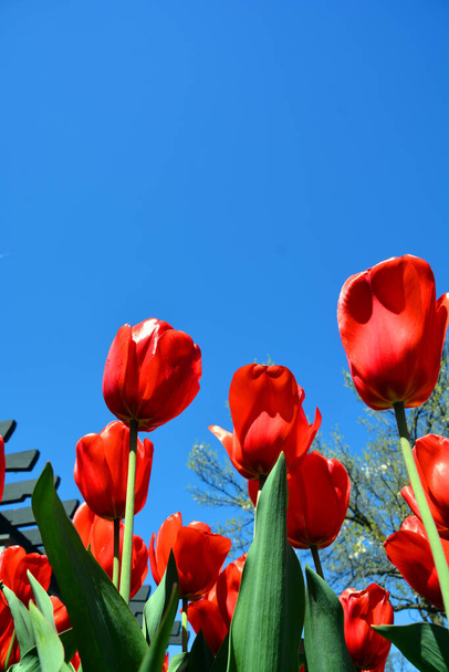 Tulips is a perennial, bulbous plant with showy flowers in the genus Tulipa, of which up to 109 species - Photo, Image