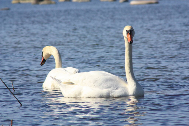 Two white Swans in the sea. Wild birds. - Photo, Image