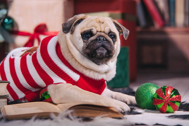 Noel Baba kostümlü köpek, Noel ağacının altında elinde hediyeler ve kitapla stüdyoda oturuyor. - Fotoğraf, Görsel