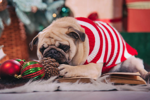 Dog in santa costume is sitting under christmas tree with gifts and book in studio - Foto, Imagem