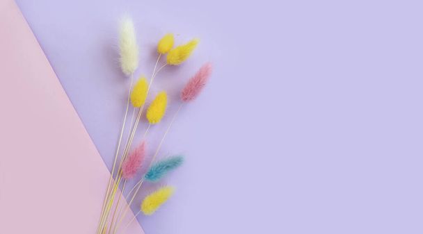 bloem lagurus pluizig op gekleurde achtergrond frame - Foto, afbeelding