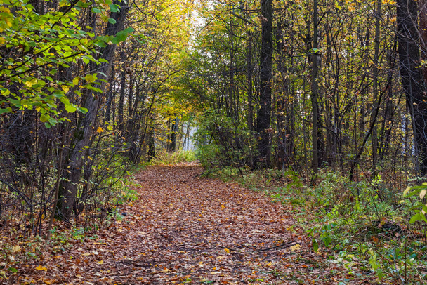 camino en otoño colorido bosque - Foto, Imagen