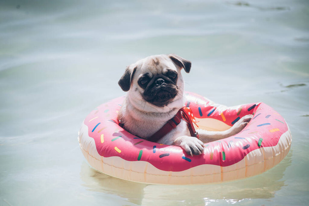 Un cane della razza di Mops galleggia su un anello gonfiabile nel mare - Foto, immagini