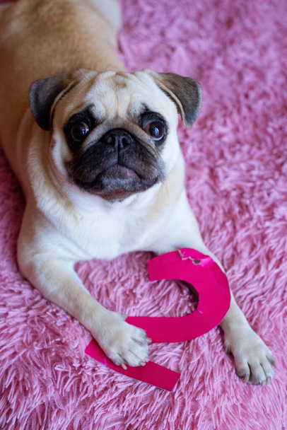 Vtipný narozeninový pes hraje s papírovou číslicí 2 na růžovém pozadí - Fotografie, Obrázek