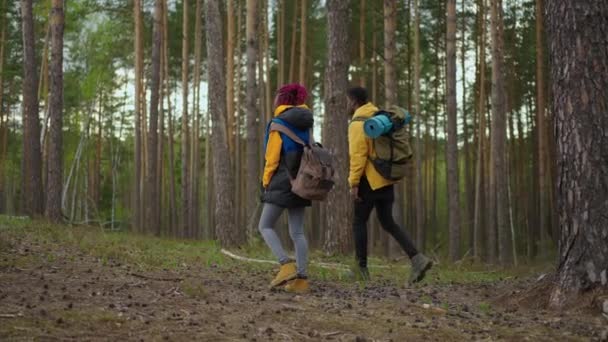 Δύο Αφροαμερικανοί πεζοπόροι με σακίδιο να περπατούν κοιτάζοντας το τοπίο στο δάσος. Ζευγάρι μαύρο άνδρα και γυναίκα που λαμβάνουν κινητό τηλέφωνο ταξίδια εξερεύνηση άγρια δάση φύση στην ομάδα - Πλάνα, βίντεο