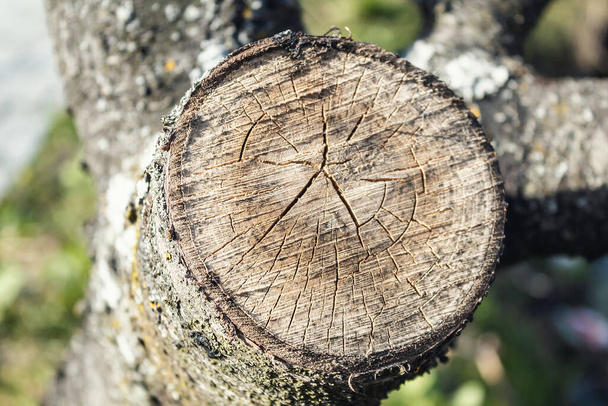 Strukturované dřevo. Praskliny na rozřezaném stromě. Pevný materiál. Staré dřevo - Fotografie, Obrázek