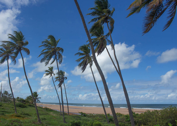 stunning landscape full of coconut trees in front of the beach in a sunny day - Valokuva, kuva