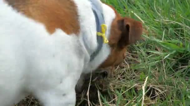Jack Russell Terrier köpeği çayırı kazıyor. Avcı köpeği avlamaya yakın. - Video, Çekim