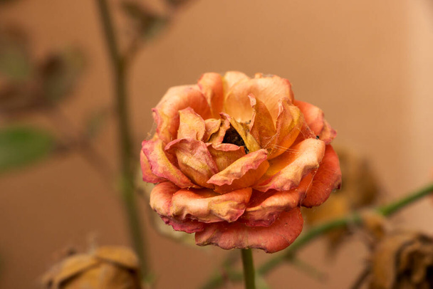 Κοντινό πλάνο εικόνα του φυσικού αποξηραμένου πορτοκαλί χρώμα τριαντάφυλλο λουλούδι στο φυτό - Φωτογραφία, εικόνα