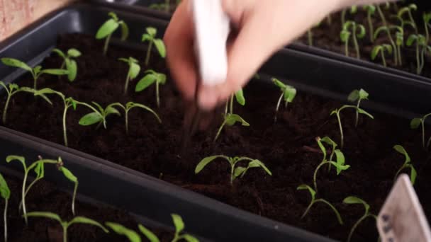 man cares for his seedlings - Footage, Video