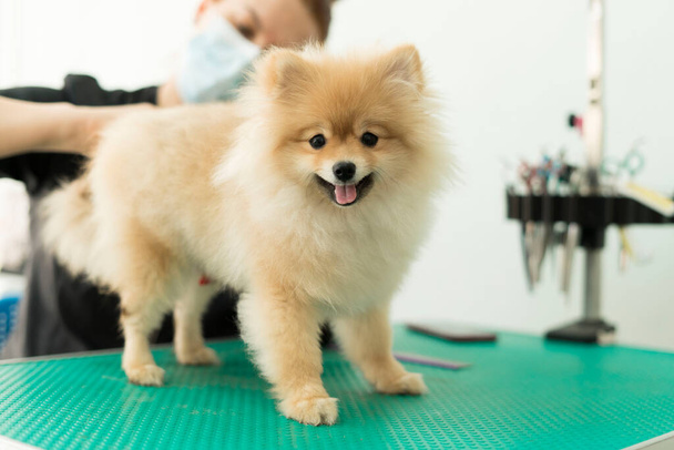 Pomeranian Pomeranian grooming, combing out the tangles - Photo, image