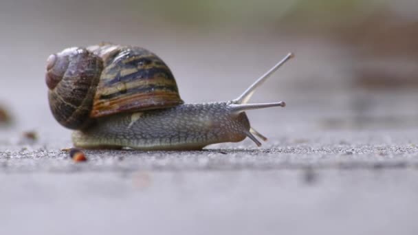Slow large garden snail, escargot or grapevine snail traveling with slow motion speed as mollusc and gastropod on slime over stones, branches and leaves unstoppable in garden as natural delicious food - Footage, Video