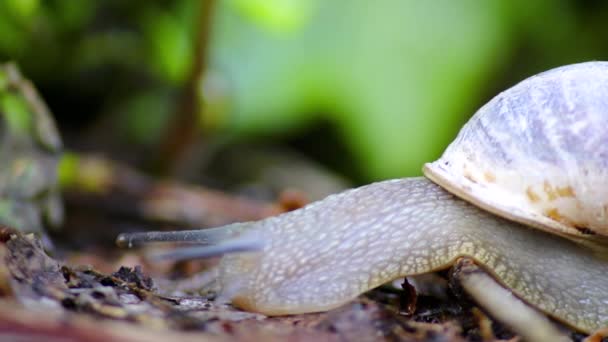 Slow large garden snail, escargot or grapevine snail traveling with slow motion speed as mollusc and gastropod on slime over stones, branches and leaves unstoppable in garden as natural delicious food - Footage, Video