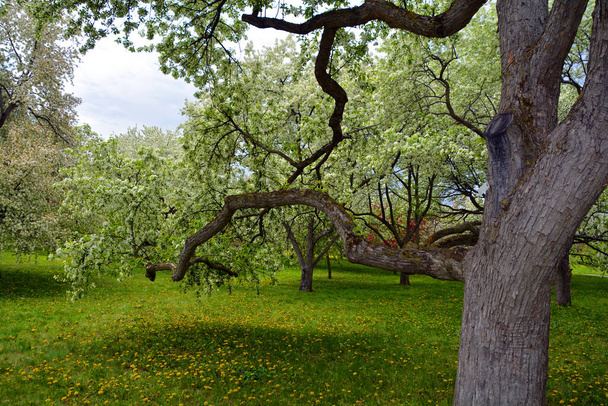 Цветущие яблони - лиственное дерево в розах семейства, наиболее известное своими сладкими, помпезными плодами, яблоками. Культивируется по всему миру как фруктовое дерево - Фото, изображение