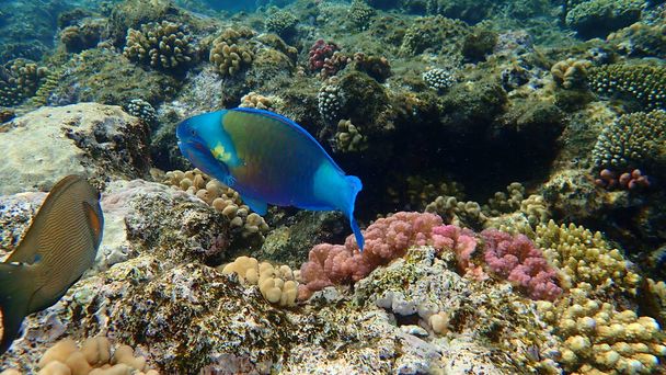 Daisy parrotfish or bullethead parrotfish (Chlorurus sordidus) undersea, Red Sea, Egypt, Sharm El Sheikh, Nabq Bay - Photo, Image