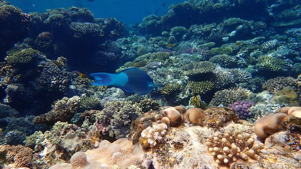 Daisy parrotfish or bullethead parrotfish (Chlorurus sordidus) undersea, Red Sea, Egypt, Sharm El Sheikh, Nabq Bay - Photo, Image