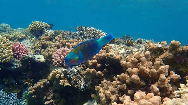 Perroquet marguerite ou perroquet à tête plate (Chlorurus sordidus) sous-marin, mer Rouge, Égypte, Sharm El Sheikh, baie de Nabq - Photo, image