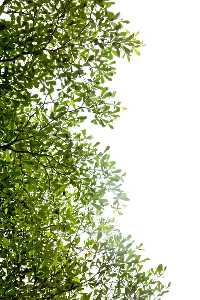 Zöld levelek háttér izolátum fehér háttér - Fotó, kép