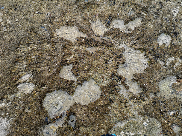 Θάλασσα άμμο, όστρακα, κοράλλια, πέτρες, βράχια υφή φόντου στην παραλία. Υψηλής ποιότητας φωτογραφία - Φωτογραφία, εικόνα