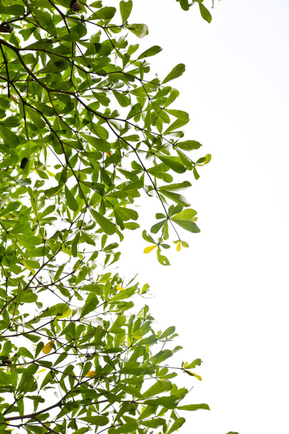 зелене листя фону
  - Фото, зображення