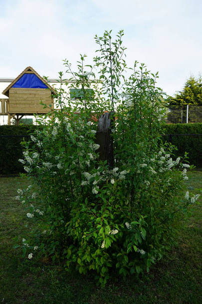 Baharda çiçek açan kuş kirazı. Prunus padus, gülüzü ("Prunus padus"), gülgiller (Rosaceae) familyasından bir çiçek bitkisidir. Berlin, Almanya - Fotoğraf, Görsel