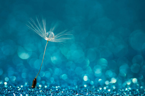Macro nature. Beautiful dew drops on dandelion seed macro. Beautiful soft background. Water drops on parachutes dandelion. Copy space. soft focus on water droplets. circular shape, abstract background - Photo, Image
