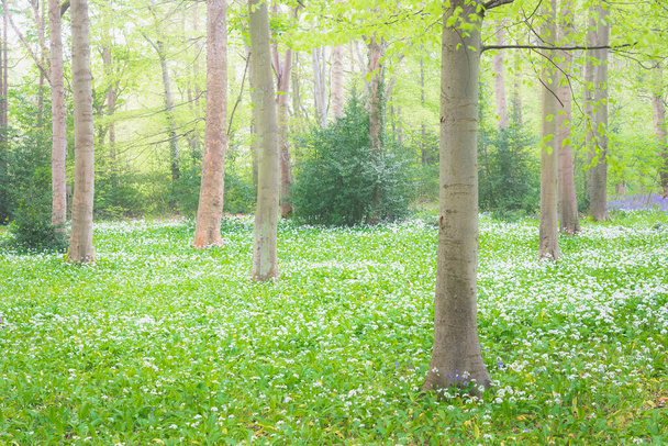 Malownicze, idylliczne zielone naturalne lasy i leśna podłoga dzikiego czosnku (Allium ursinum) w Dalkeith Country Park, Edynburg, Szkocja wiosną. - Zdjęcie, obraz