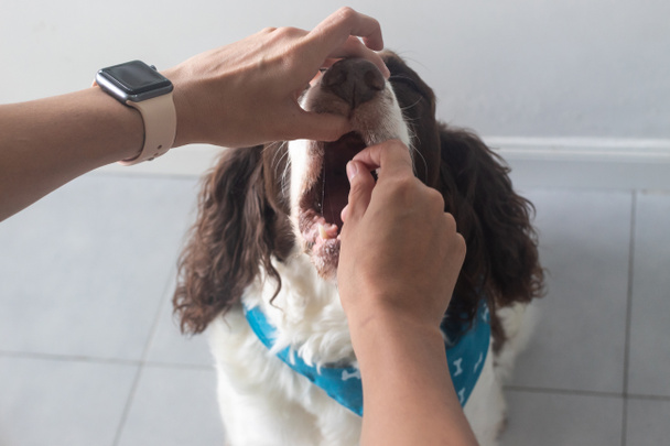 Der Besitzer gibt seinem Hund, der sich einer Schilddrüsenbehandlung unterzieht, Medikamente. Seniorenhund - Foto, Bild