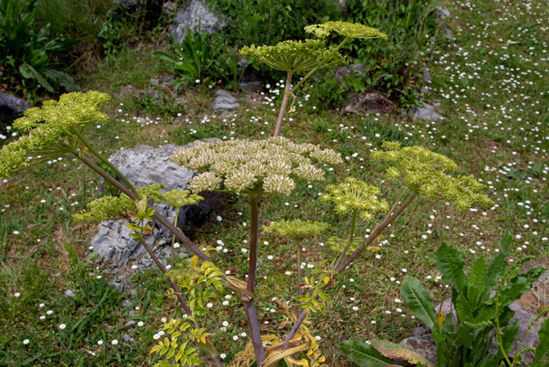 Αντζέλικα pachycarpa ή portuguese ή γυαλιστερό φυλλώδες φυτό με άνθη και σπόρους - Φωτογραφία, εικόνα