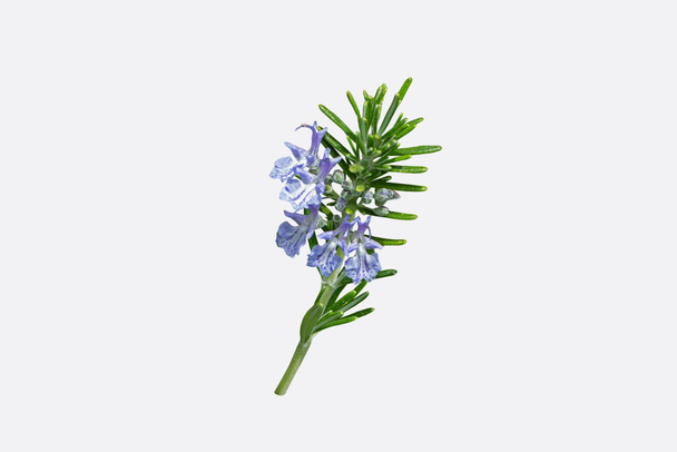 Rama de romero con hojas y flores azules aisladas en blanco. Salvia rosmarinus planta - Foto, imagen