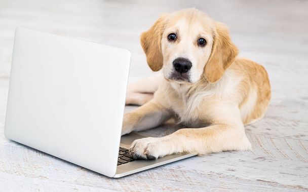 Dog with laptop on floor - Valokuva, kuva