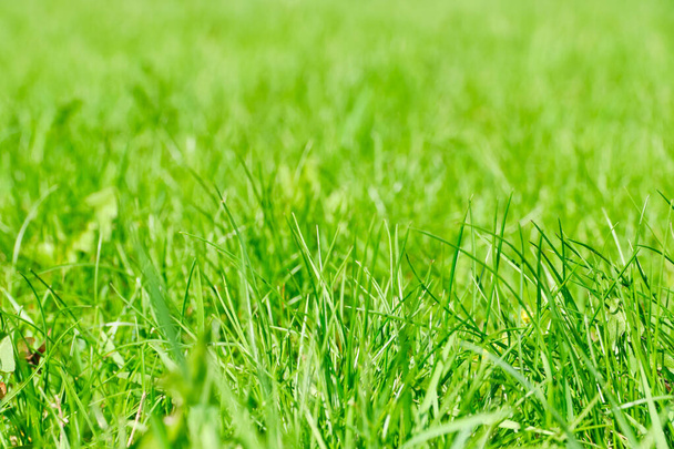 Fondo de verano de hierba verde floreciente fresca. - Foto, imagen