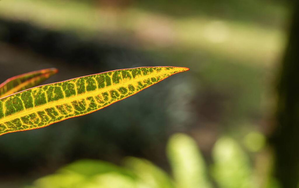 Croton (Codiaeum variegatum), wybrane skupienie, popularna roślina domowa z wieloma odmianami i dość kolorowe liście, naturalne tło - Zdjęcie, obraz