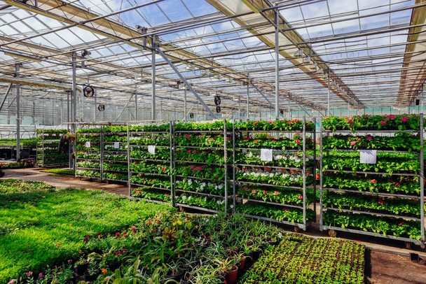 Growing of flower seedlings on shelves in greenhouse. - Fotoğraf, Görsel