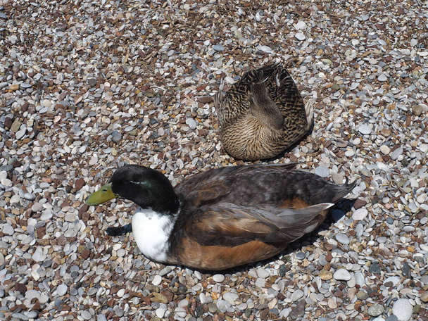 Dorosłe samce i samice kaczek krzyżówek, leżące na greckim wybrzeżu - Zdjęcie, obraz