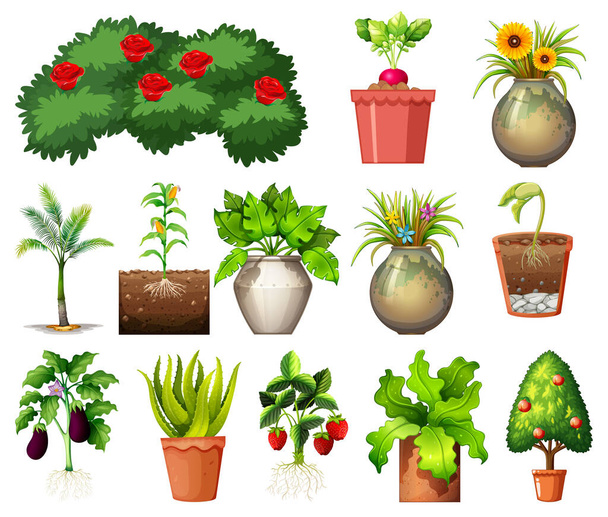 Набор различных растений в горшках, изолированных на белом фоне иллюстрации - Вектор,изображение
