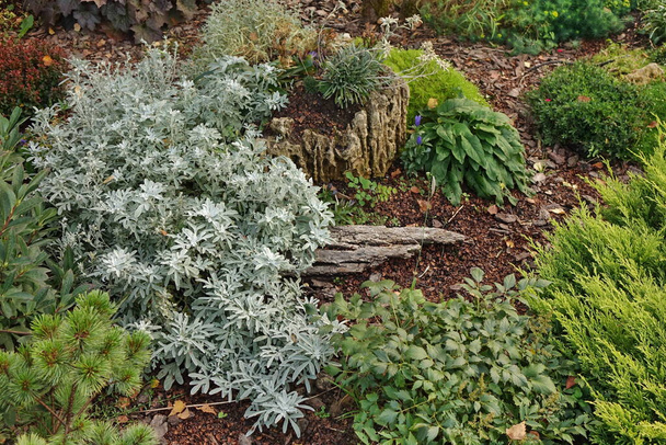 Achtertuin Tuin Moderne Landscaping. Decoratieve Tuinontwerp. Terug gazon en natuurlijke Mulched grens tussen gras en planten. - Foto, afbeelding