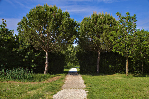 Weg, der zu einer offenen Fläche führt, die von zwei Seekiefern in einem Park in der italienischen Landschaft gekennzeichnet ist - Foto, Bild